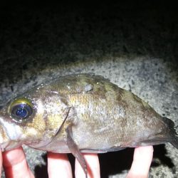 回遊待ちのしんどい釣り